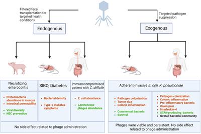 Bacteriophage-mediated manipulations of microbiota in gastrointestinal diseases